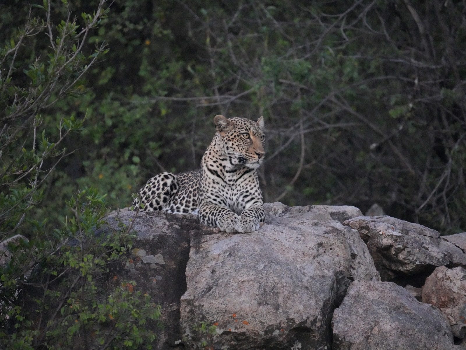 Wilderness Moments safari vehicle on a game drive